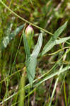 Saltmarsh morning-glory